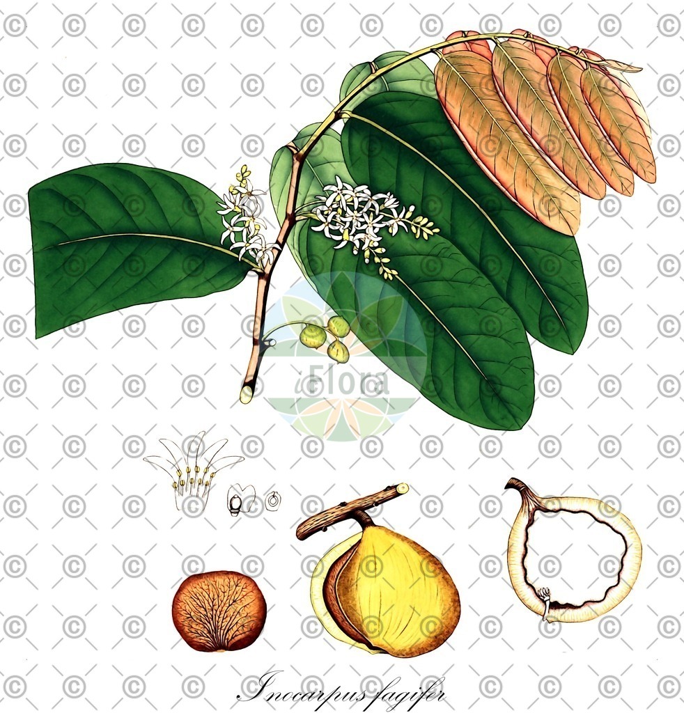 HistAbb_EMP_122904_SRC_Schlechtendal_FLORAD_SIMPLE | Historische Abbildung von Inocarpus fagifer - Fabaceae | Historical Illustration of Inocarpus fagifer - Fabaceae
