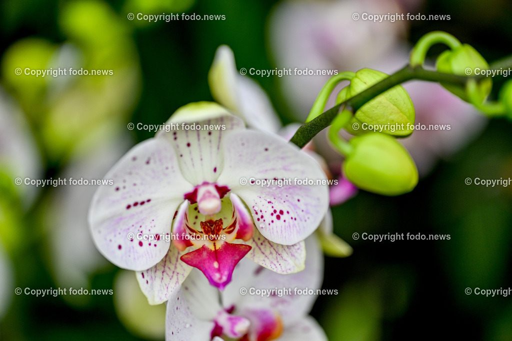 Botanischer Garten Linz_ Orchideen_ 14.04.2024-23 | 14.02.2024, Botanischer Garten Linz, AUT, Orchideen, im Bild Orchidee, Blume, Bluete, Pflanze, Tropenhaus, tropisch, Farbe, exotisch, bunt, Flora, Natur