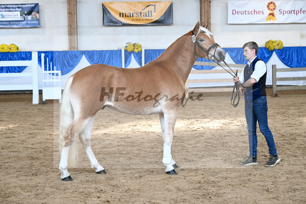 Kat-Nr. 12 Amaretto Ass v. Abraxas_Kern_48250250 | hf-fotografie - Realisiert mit Pictrs.com