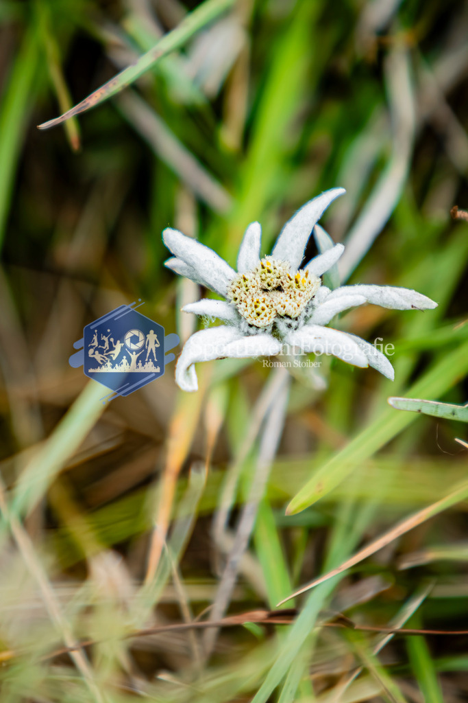 IMAG0180 | SportEventFotografie - Roman Stoiber