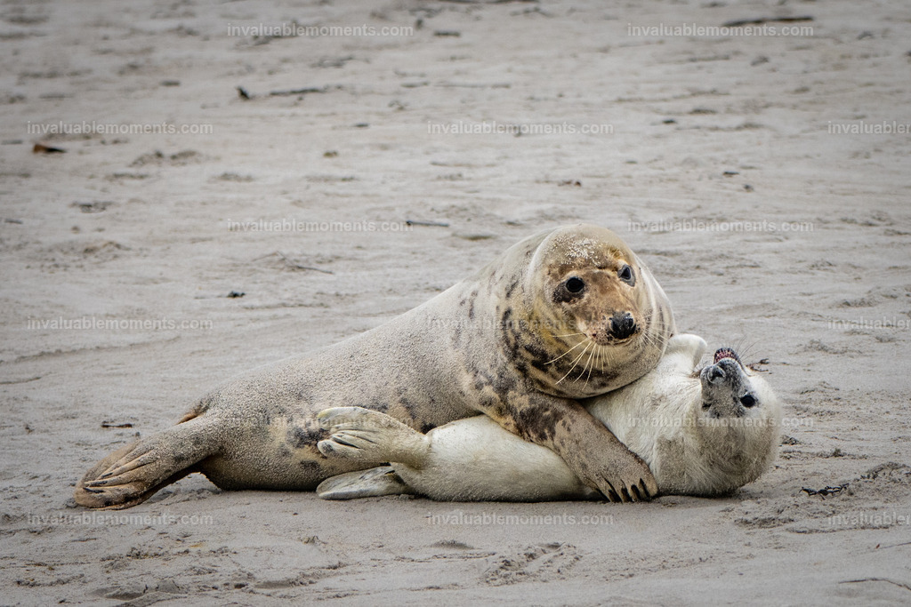 DSC_0808-2-105 | invaluablemoments.com - Realisiert mit Pictrs.com