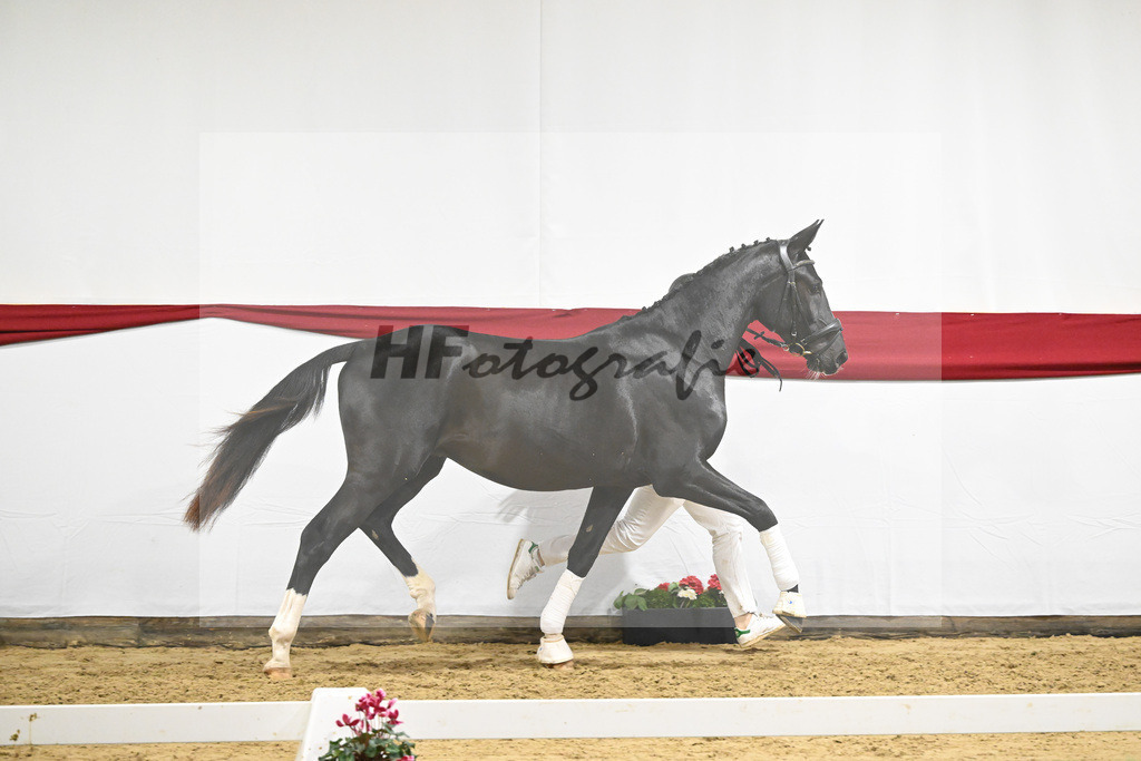 Kat-Nr. 70 v. DSP Bohemian_Kircher-Eckardt_63222007 | hf-fotografie - Realizzato con Pictrs.com