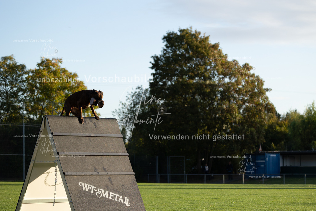_16A6039 | Einzigartige Fotos von Hunden & Menschen –Actionfotos, Portraits, Vereinsaufnahmen & Paarshootings – authentisch, lebendig & mit Herz.