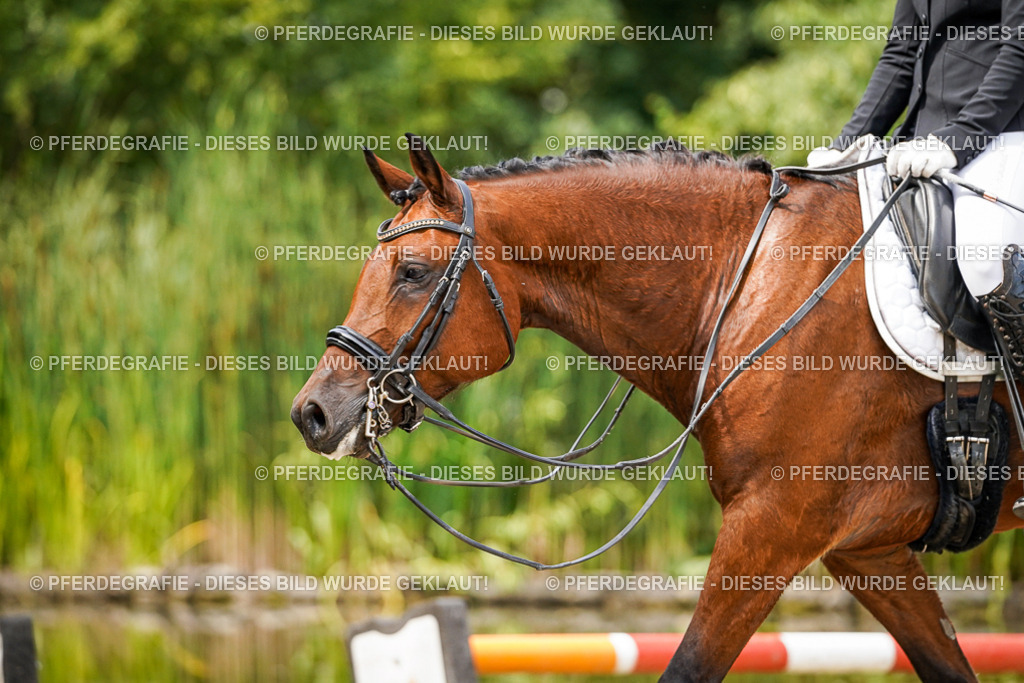 DSC05117 | Pferdegrafie