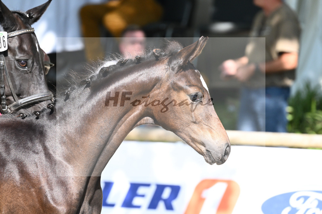 Praesentation Auktionsfohlen_36230267 | hf-fotografie - Realisiert mit Pictrs.com