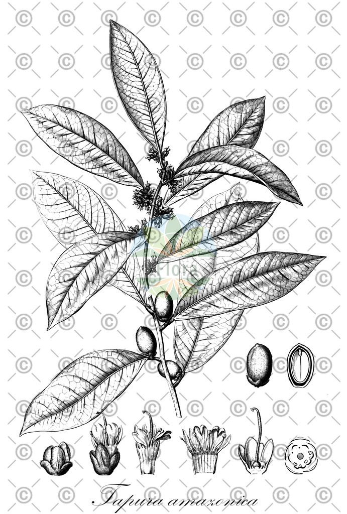 HistAbb_wfo-0000183619_2_ENZY_Simple | Historische Abbildung von Tapura amazonica - Dichapetalaceae | Historical Illustration of Tapura amazonica - Dichapetalaceae
