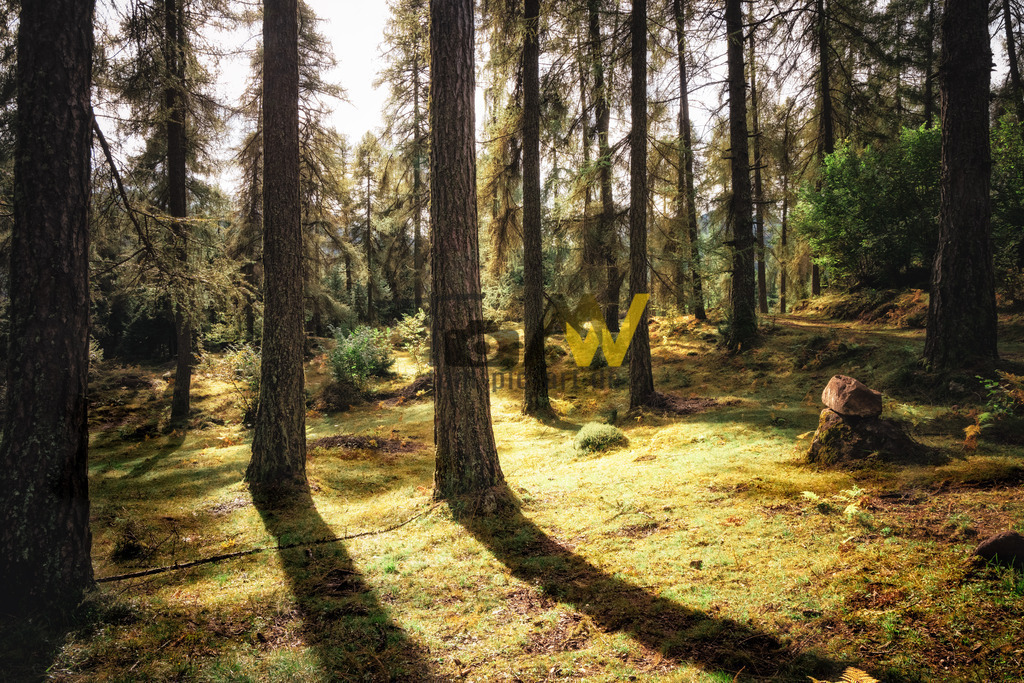 Lärchen und lange Schatten im Moos-Lärchenwald-Südtirol | Hochauflösende und hochwertige Bilder und Fotos.Kommerzielle oder private Nutzung ✔ Bilder downloaden✔ Acryl ✔ Leinwand ✔ Poster ✔
 - Realisiert mit Pictrs.com