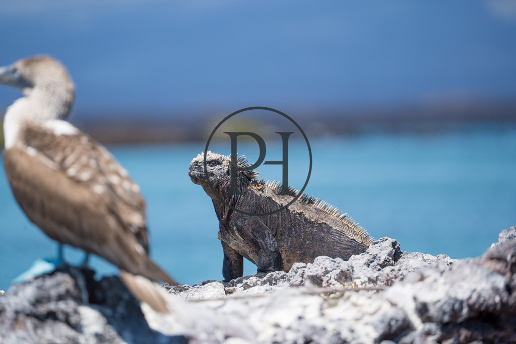 Meerechse - Leguanart | Philipp-Heist - Realisiert mit Pictrs.com