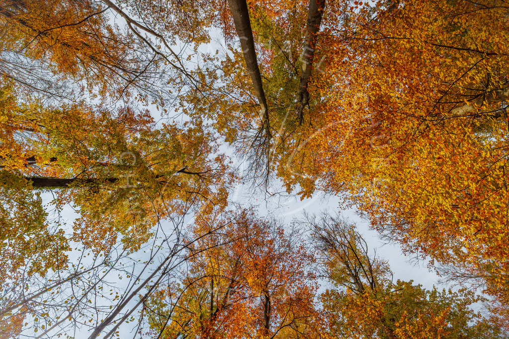 2025-10-31 Herbst Hemmingen Zeilwald 009 | Schwotte Media - Realisiert mit Pictrs.com