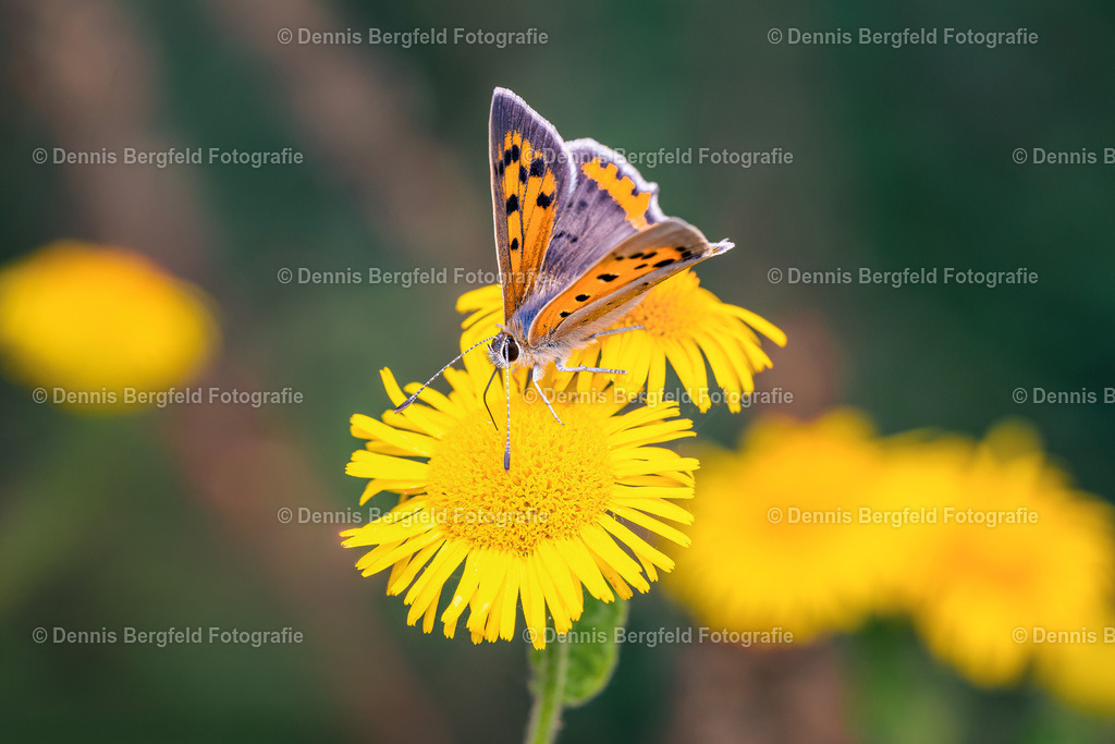 Schmetterling auf gleber Blüte | Entdecken Sie Natur, Makro und Tierfotografie von Dennis Bergfeld.Besondere Momente und Details der Natur, hochwertig als Foto und Wandbild erhältlich. - Realisiert mit Pictrs.com