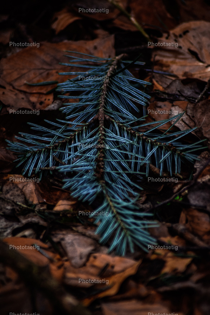 IMG_8407 | phototaetig