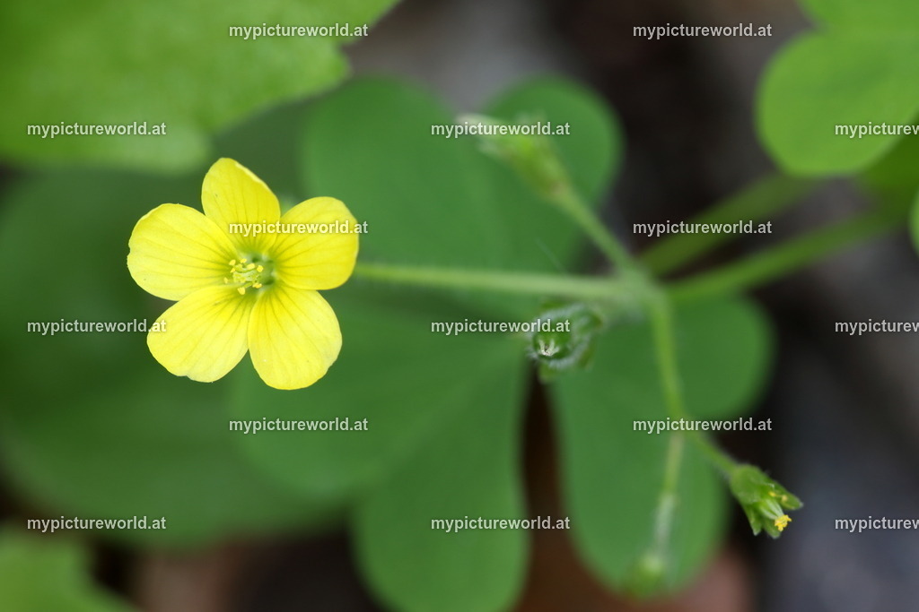 Aufrechter Sauerklee-005 | Das Bilderarchiv über Tiere, Planzen und Landschaften. In der Bilddatenbank finden Sie ein große Auswahl an hochwertigen Bilder für Ihre Werbung - Realisiert mit Pictrs.com