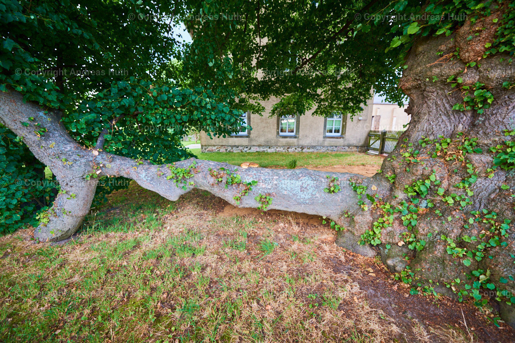 Das Naturdenkmal _Ziegers Linde__ eine rd. 350 Jahre alte Winterlinde in Geleithäuser 02 | Bedeutsame Landschaften Deutschlands - Realisiert mit Pictrs.com