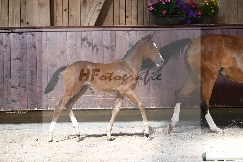 Kat-Nr. 20 HF Cullinan du Borget B x Vivant v d Heffinck_Gindhart_32240146 | hf-fotografie - Realisiert mit Pictrs.com