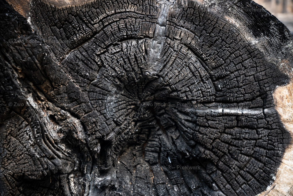 Rosssteig_Nahe_Katzenstein_Waldbrand_Baumstumpf_Struktur | 2022-08-30_Waldbrandgebiete_1 - Realisiert mit Pictrs.com