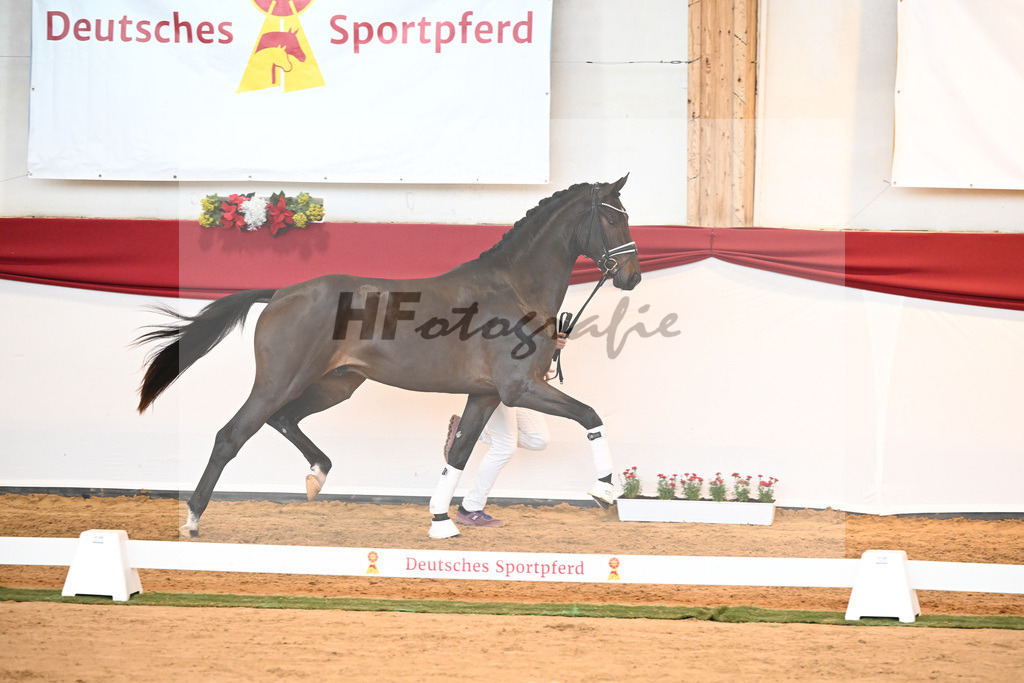 Kat-Nr. 51 Va Bene x Dante Weltino_Bergmann_43230705 | hf-fotografie - Realisiert mit Pictrs.com