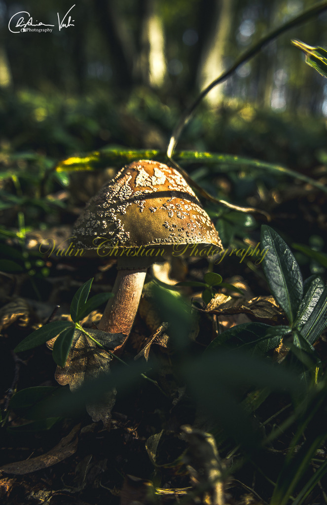 WD 3 | Christian Vulin  - Realisiert mit Pictrs.com