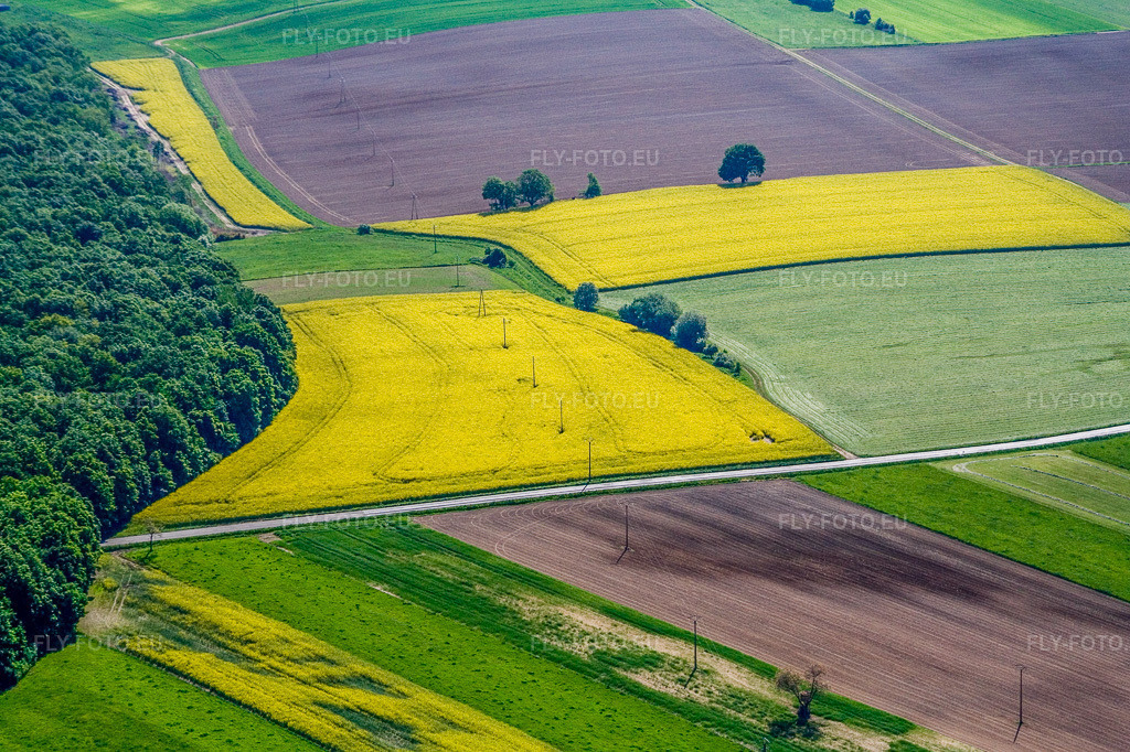 Vue aérienne: Champs de colza en fleurs à Steinbourg dans le département Bas Rhin, France – .Photo: IMG_10889.jpg prise le 12/05/2008 par Werner Riehm/FLY-FOTO.eu – Résolution de l'original: 3361 x 2240 px