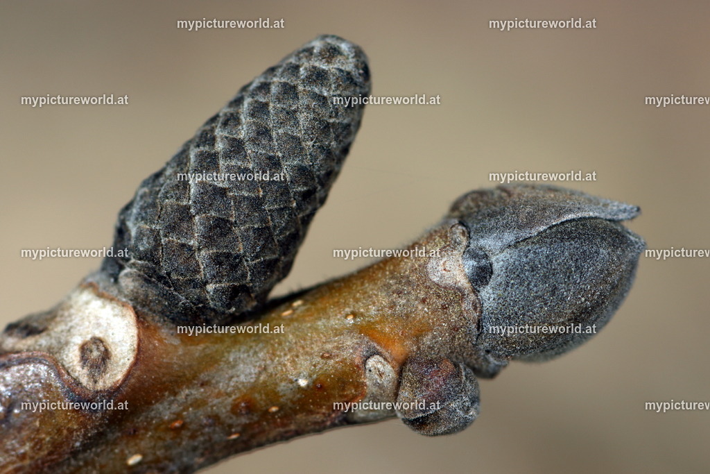 Walnuss-002 | Das Bilderarchiv über Tiere, Planzen und Landschaften. In der Bilddatenbank finden Sie ein große Auswahl an hochwertigen Bilder für Ihre Werbung - Realisiert mit Pictrs.com