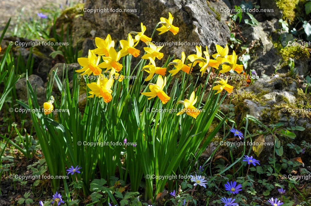 Frühling_ Blumen_ Frühlingsboten_ 28.03.2022-7 | 28.03.2022, Linz, AUT, Fruehling, Blumen, Fruehlingsboten, im Bild Narzissen