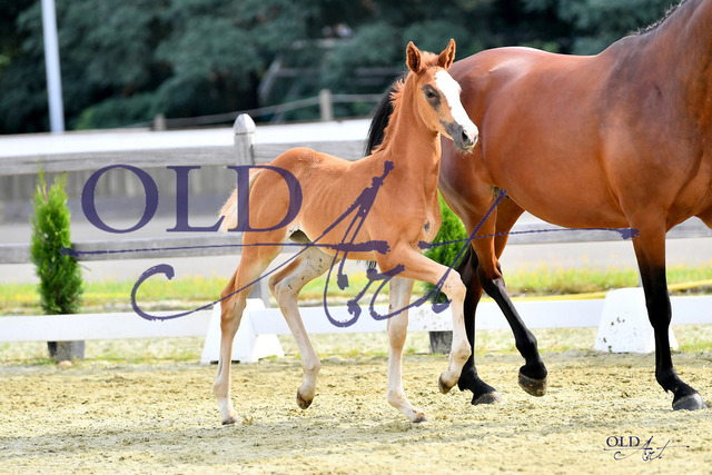 301 DE418180224823 FRE Aganix du Seigneur Z - Conthargos - Larome_DSC_0008 Kopie | <meta name="description" content="★Offizieller Merchandise und Foto-/Videostore des Oldenburger Verbandes.★ ✅Jetzt auch digital Ausdrucke erhältlich." />
<meta name="keywords" content="Merchandise Foto-/Videostore Oldenburger Verband Photographie 