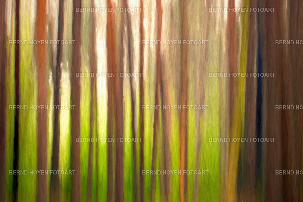 the tree code | Fotografie einiger Bäume auf der Insel Fischland-Darss-Zingst/Mecklenburg-Vorpommern, Deutschland.Die Aufnahme entstand durch Langzeitbelichtung und Mitziehen der Kamera (ICM / Wischtechnik). Durch entsprechende Bildbearbeitung wurde ein malerischer Effekt hinzugefügt. | Photographs of some trees on the island of Fischland-Darss-Zingst in Mecklenburg-Western Pomerania, Germany.The photograph was taken using a long exposure and panning the camera (ICM / panning technique). A painterly effect was added through appropriate image editing. - Realisiert mit Pictrs.com