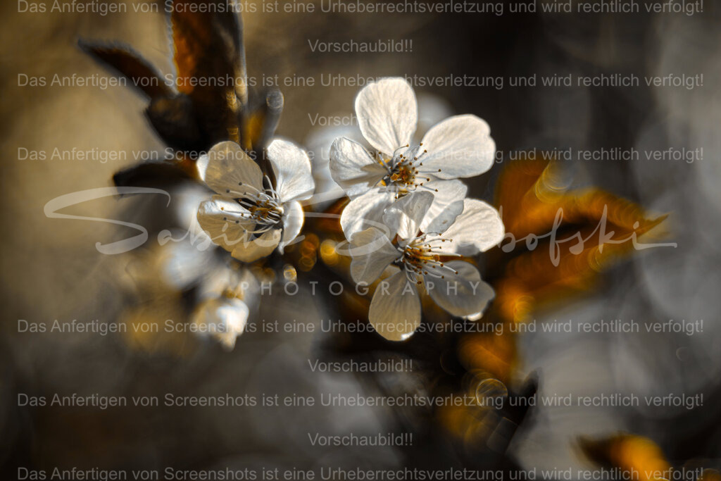 Wandbild Mirabelle | People- und Tierfotografie, Imageaufnahmen, Veranstaltungsfotografie und Wandbilder aus der Natur ★ Made in Germany ✔️ Druck + Downloads ✔️ Naturfotografie in Top Qualität ★ schneller Versand, weltweite Lieferung! - Realisiert mit Pictrs.com