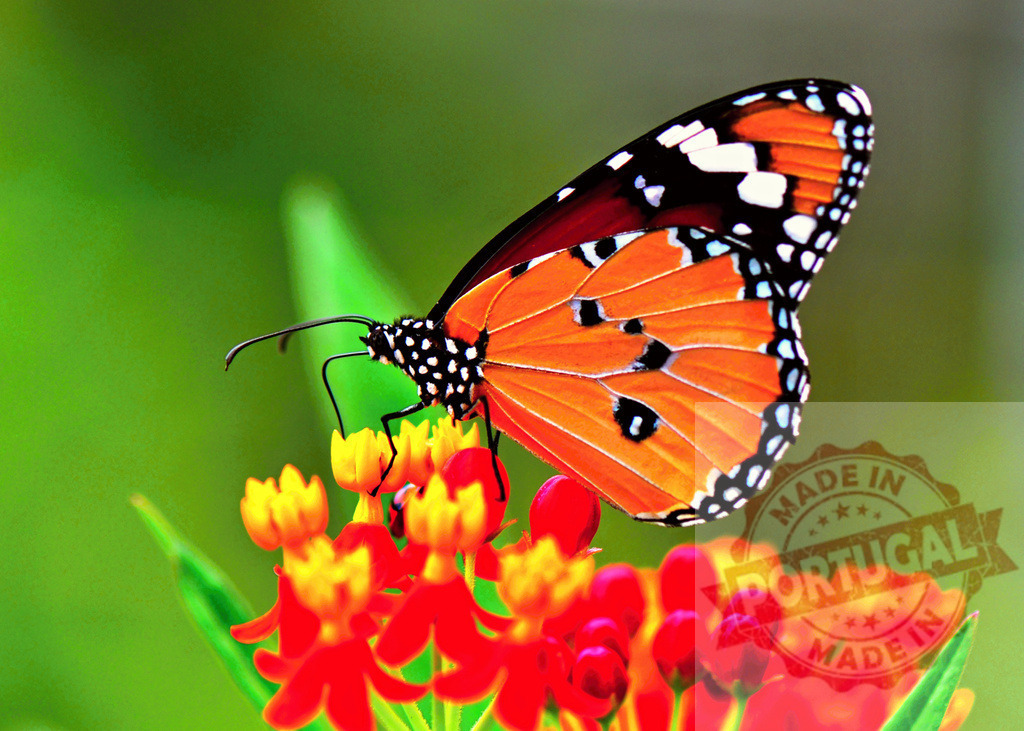 Plain Tiger Butterfly feeding on colorful flower in nature | Plain Tiger Butterfly feeding on colorful flower with blurred green background - Realized with Pictrs.com