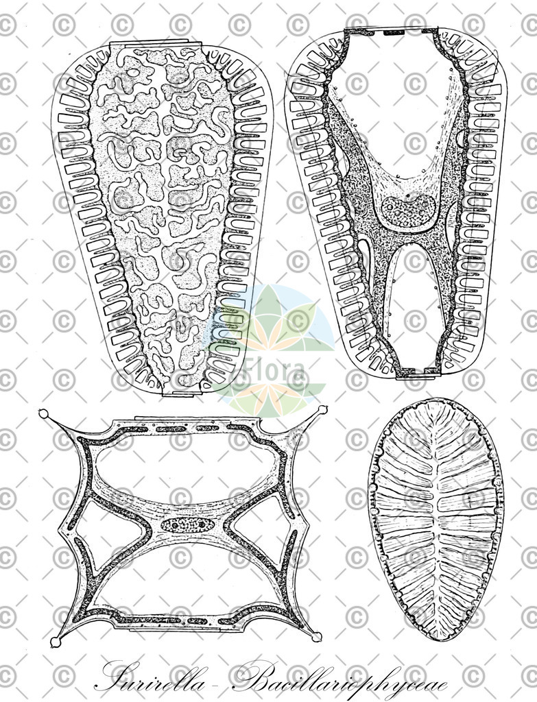 HistAbb_wfo-0000186602_1_ENZY_Simple | Historische Abbildung von Surirella - Bacillariophyceae - | Historical Illustration of Surirella - Bacillariophyceae - 