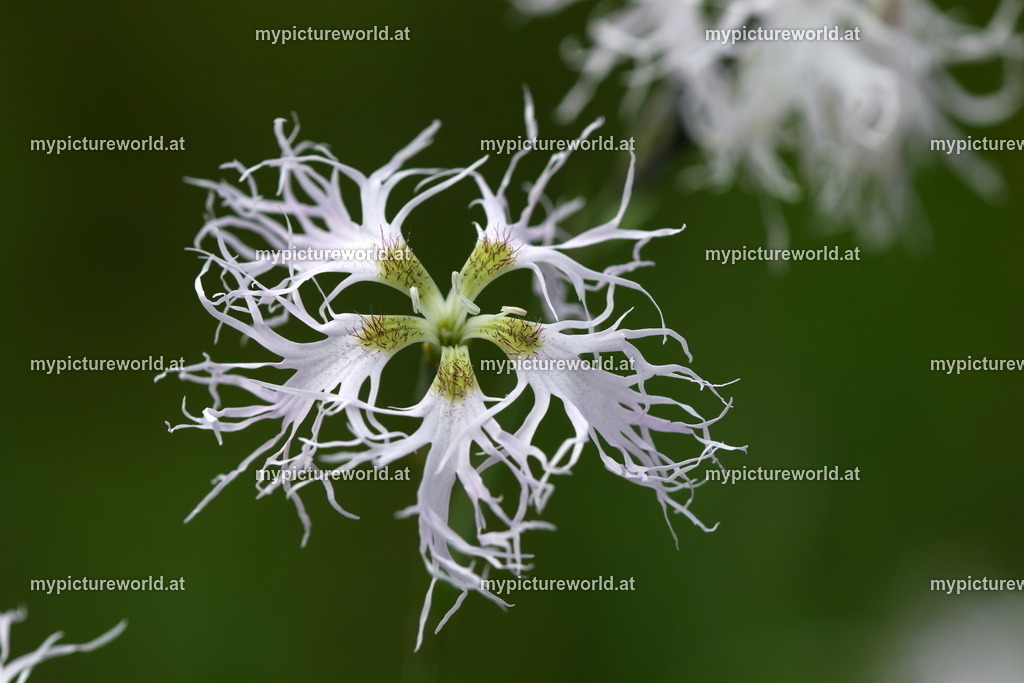 Prachtnelke-010 | Das Bilderarchiv über Tiere, Planzen und Landschaften. In der Bilddatenbank finden Sie ein große Auswahl an hochwertigen Bilder für Ihre Werbung - Realized with Pictrs.com