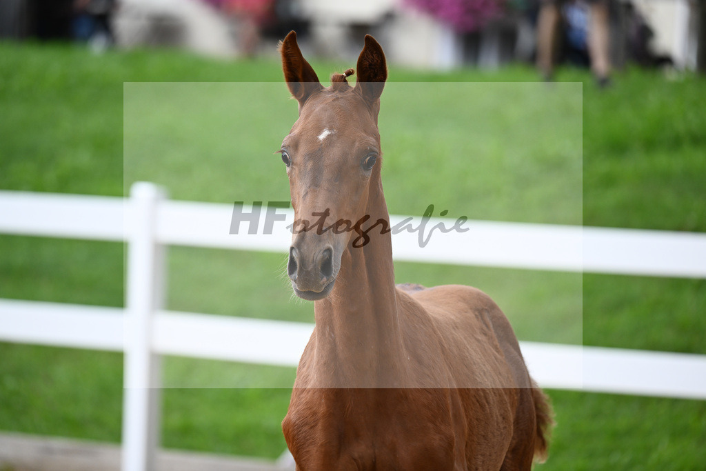 Kat-Nr. 18 Valenziano x Bossanova_HLG Schwaiganger_27140616 | hf-fotografie - Realisiert mit Pictrs.com