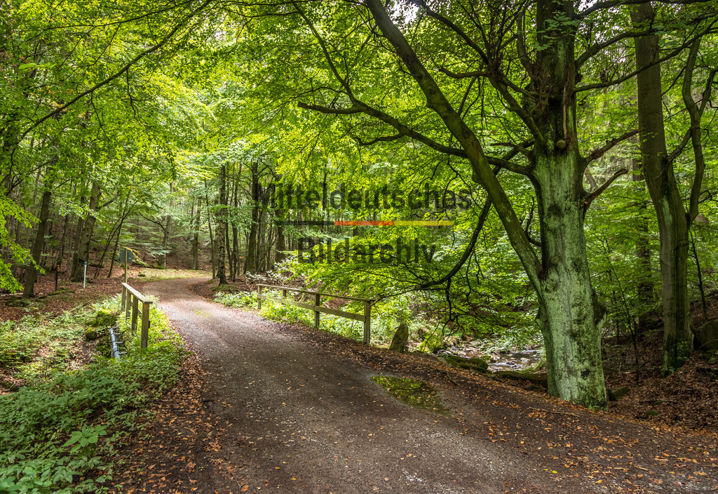 innerdeutsche Grenze Grünes Band Brocken Ilsenburg Eckerntal-0141 | Die innerdeutsche deutsch-deutsche Grenze, das Grüne Band - Realisiert mit Pictrs.com