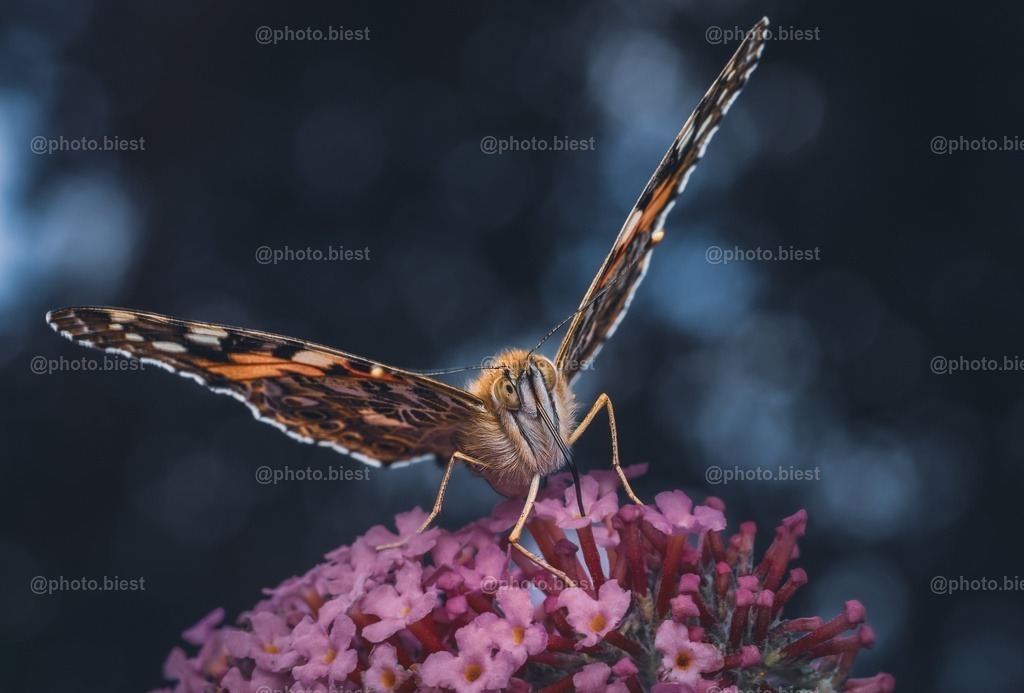 IMGC9402-2 | photobiest - Realisiert mit Pictrs.com