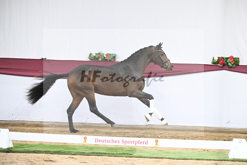 Kat-Nr. 30 Federer x Laomedon_Schulze Averdiek Sportpferde und Aufzucht GbR_47250979 | hf-fotografie - Realisiert mit Pictrs.com