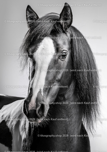 Pferd 040 | titusgraphy-shop: Geschenkideen mit Qualitätsfotos. titusgraphy-shop: gift ideas with quality photos. titusgraphy-shop: idées cadeaux avec photos de qualité.  - Realisiert mit Pictrs.com