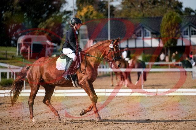 2026_10_03_Siefer-Hof_114202_Z63_23214577 | Professionelle Reitsport-, Turnier- und Eventfotografie von Robert Broda. Galerien mit ausgewählten und bearbeiteten Bildern direkt online ansehen und bestellen.