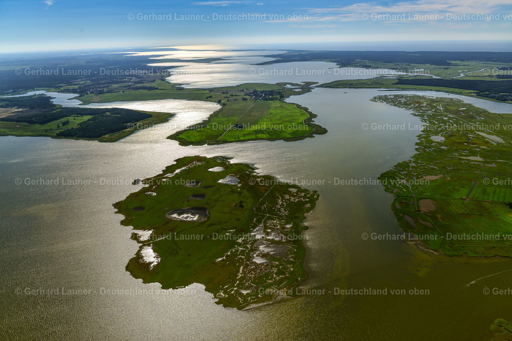 3638203 | Oie, ZINGST 25.08.2016 Salzgrasland- Insel und Vogelschutz- Gebiet in Zingst an der Ostseeküste im Bundesland Mecklenburg-Vorpommern, Deutschland.