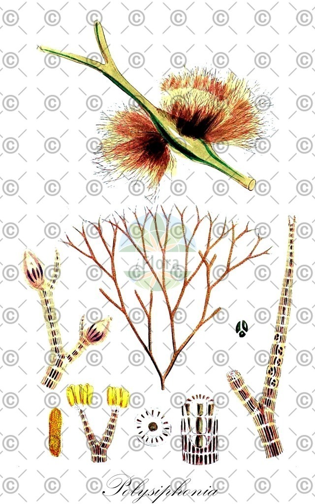 HistAbb_63P5D_1_ENZY_Simple | Historische Abbildung von Polysiphonia - Rhodomelaceae (0) | Historical Illustration of Polysiphonia - Rhodomelaceae (0)