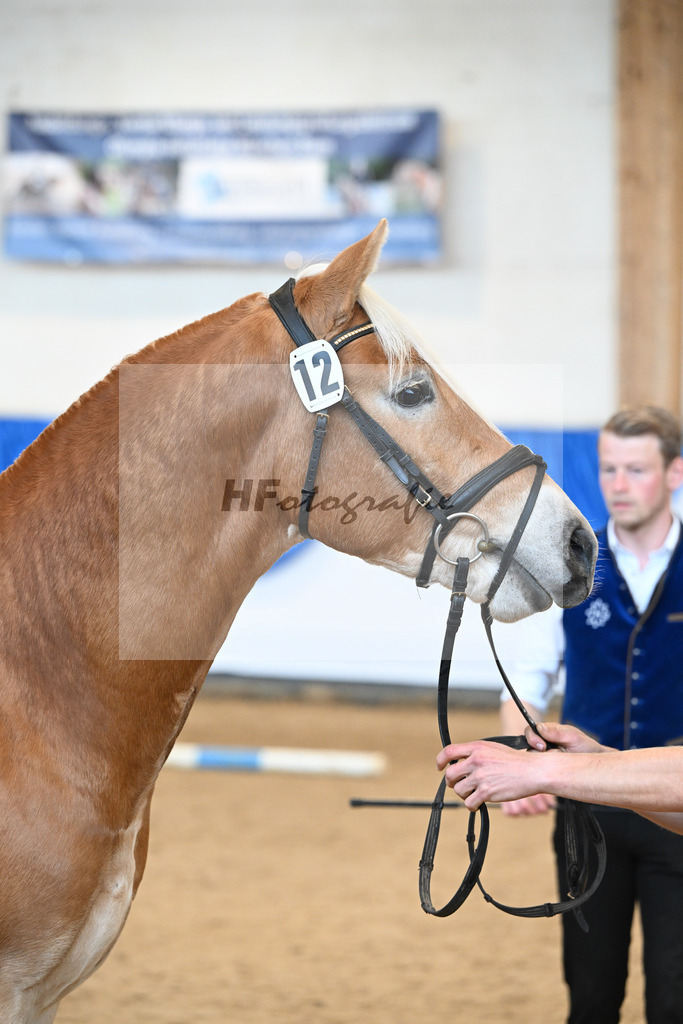 Kat-Nr. 12 Amaretto Ass v. Abraxas_Kern_48250896 | hf-fotografie - Realisiert mit Pictrs.com