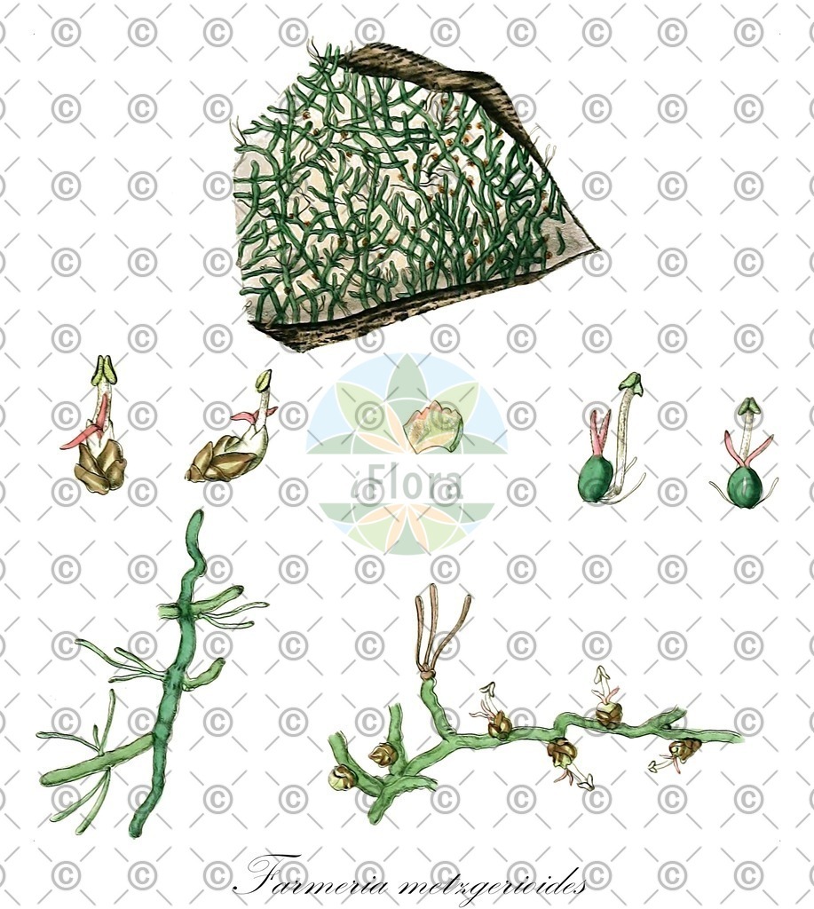 HistAbb_wfo-0000685894_1_ENZY_Simple | Historische Abbildung von Farmeria metzgerioides - Podostemaceae | Historical Illustration of Farmeria metzgerioides - Podostemaceae