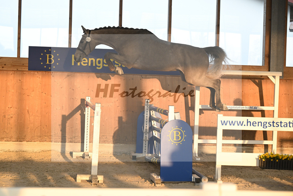 Kat-Nr. 40 Earendel PMZ v. Eldorado v d Zeshoek_Pobitzer_14261043 | hf-fotografie - Realisiert mit Pictrs.com