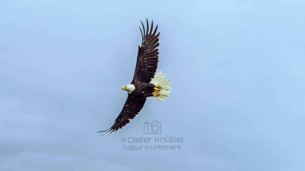 P1628568-LR | Natur im Moment - Realisiert mit Pictrs.com