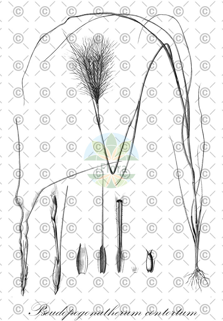 HistAbb_wfo-0000894929_1_ENZY_Simple | Historische Abbildung von Pseudopogonatherum contortum - Poaceae | Historical Illustration of Pseudopogonatherum contortum - Poaceae