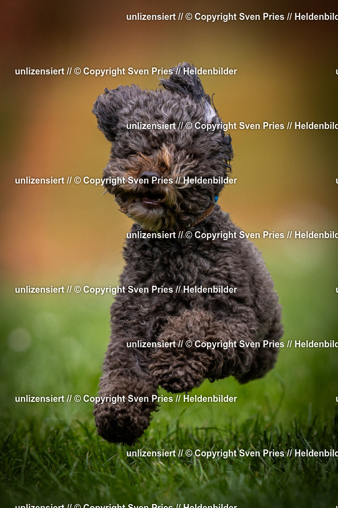 Sven Pries | 2025-04-13 - Hunderennen Baden-Baden - Realisiert mit Pictrs.com