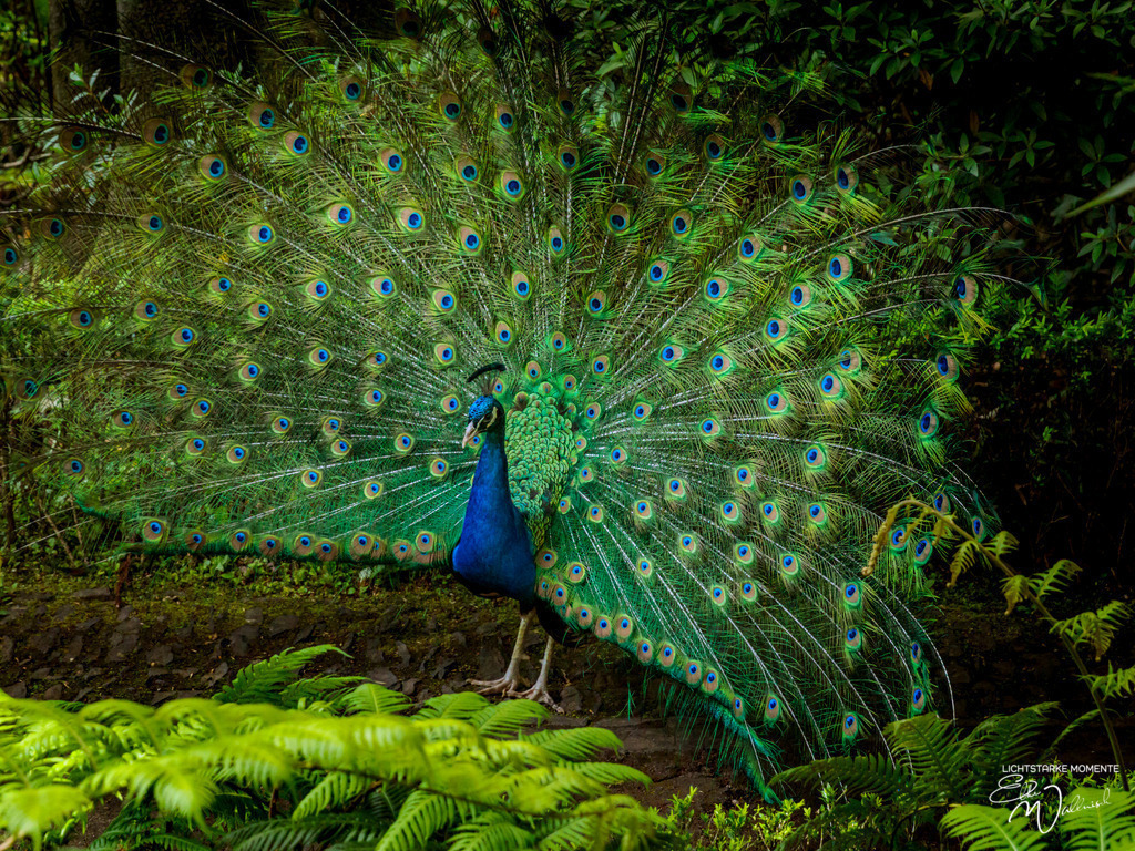Jardim Tropical Monte Palace; Monte / Funchal; Madeira | Herzlich willkommen auf meiner Seite! Ich bin Elke Wallnisch, Deine Fotografin für lichtstarke Momente. Der Name steht für alles, was mich mit der Fotografie verbindet: Das Licht und seine machtvolle Wirkung auf eine Situation oder unsere Stimmung - Realisiert mit Pictrs.com