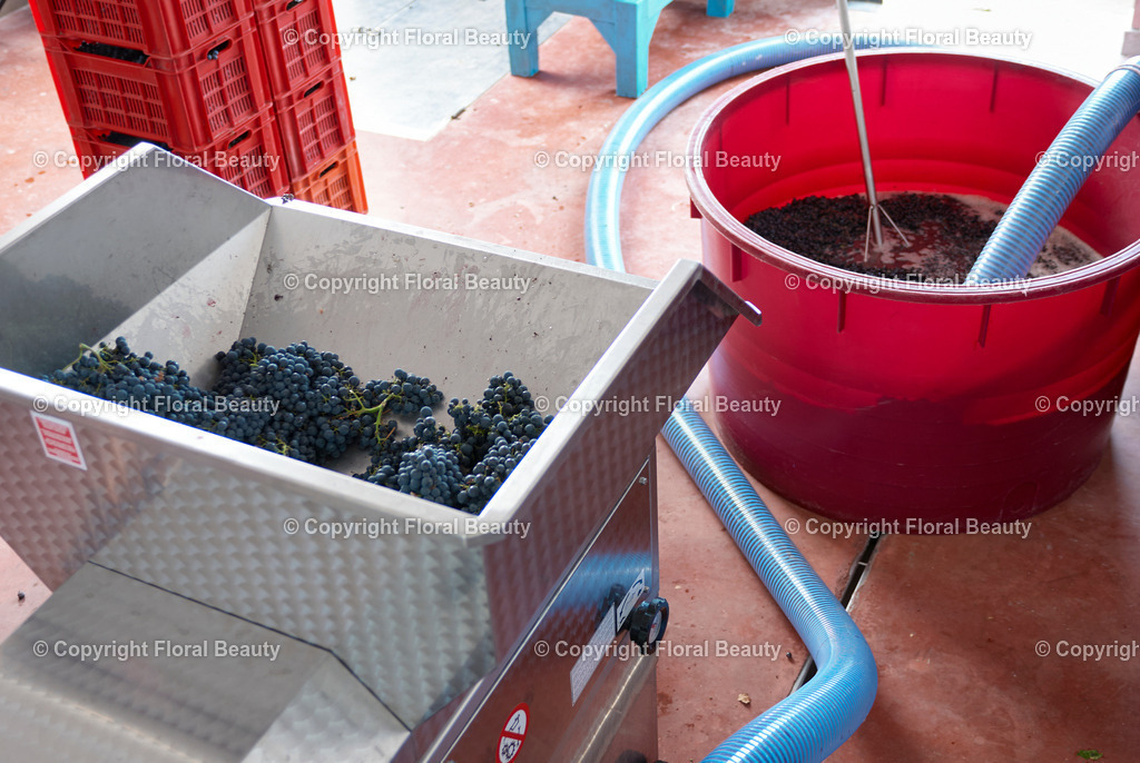 Weingut in Italien | Trauben werden gepresst und die Maische in Fass aufgefangen - Realized with Pictrs.com