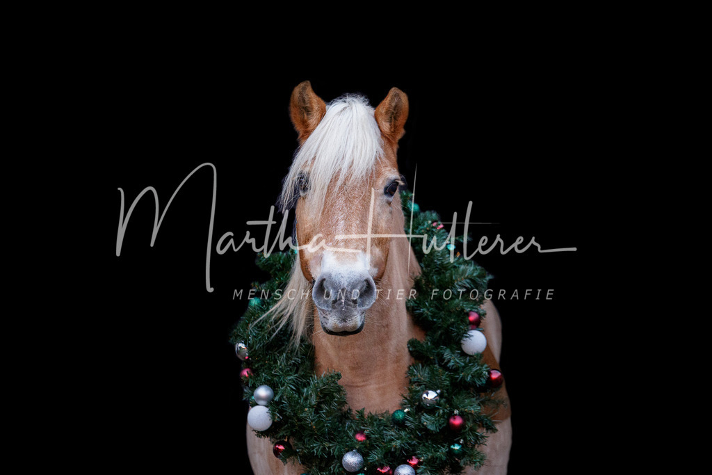 Weihnachts Shooting  | Weihnachts Fotografie im Pferdestall 