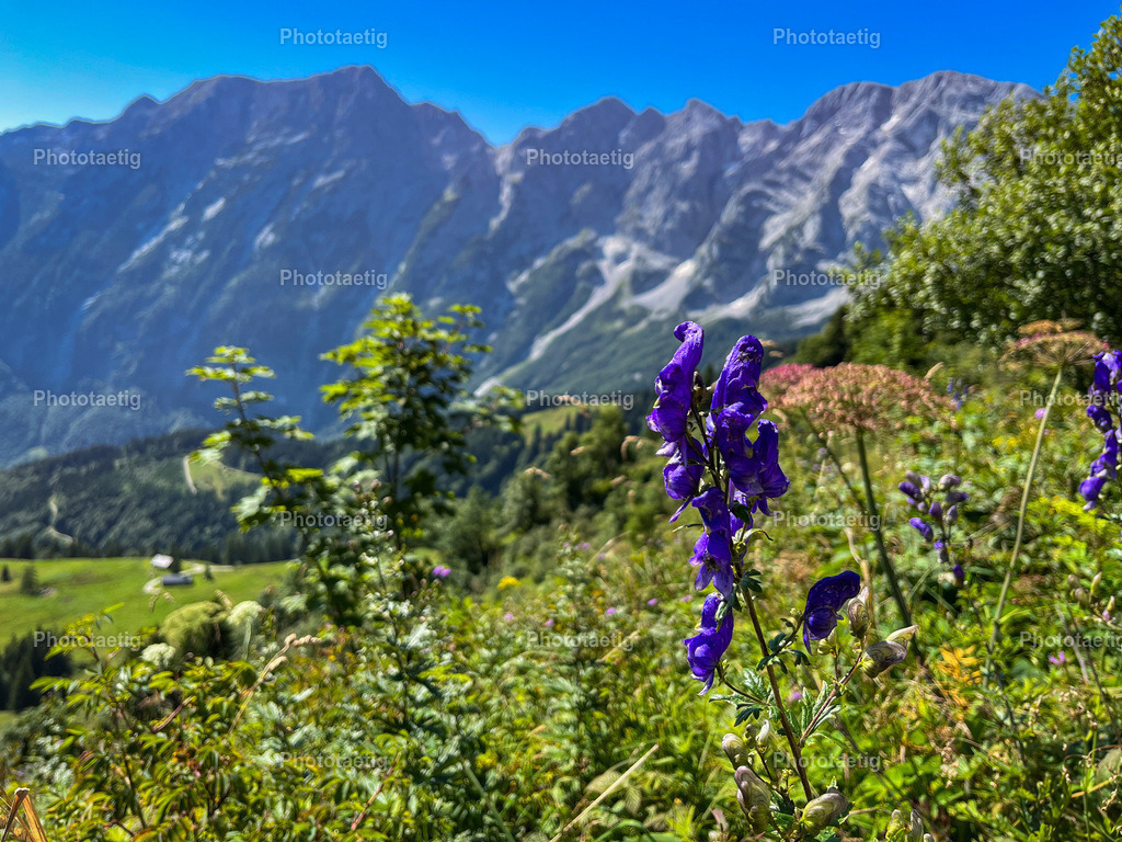 IMG_1952 | phototaetig