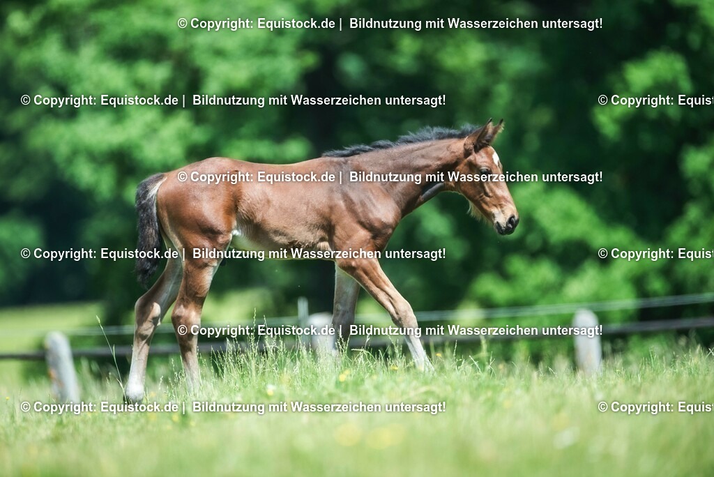 20210617_Fohlen_0266 | Foto: Thomas Hartig