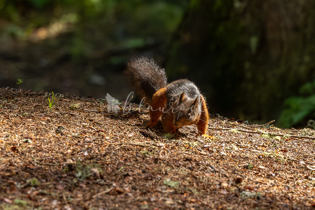 _01A5708 | Sportbilder, Sportfotograf, Hochzeits- und Eventfotografin, Flugshows, Portraits und Tiershooting, Aviation, Downhill, Nationalleague, Swissleague, International